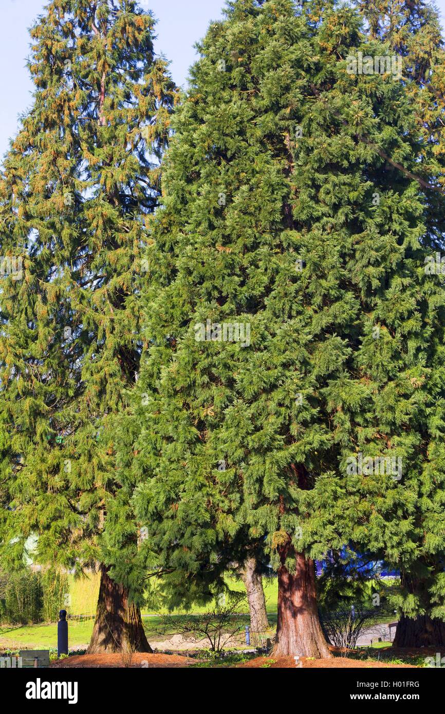 Giant Sequoia, giant Redwood (sequoiadendron giganteum), zwei Bäume Stockfoto