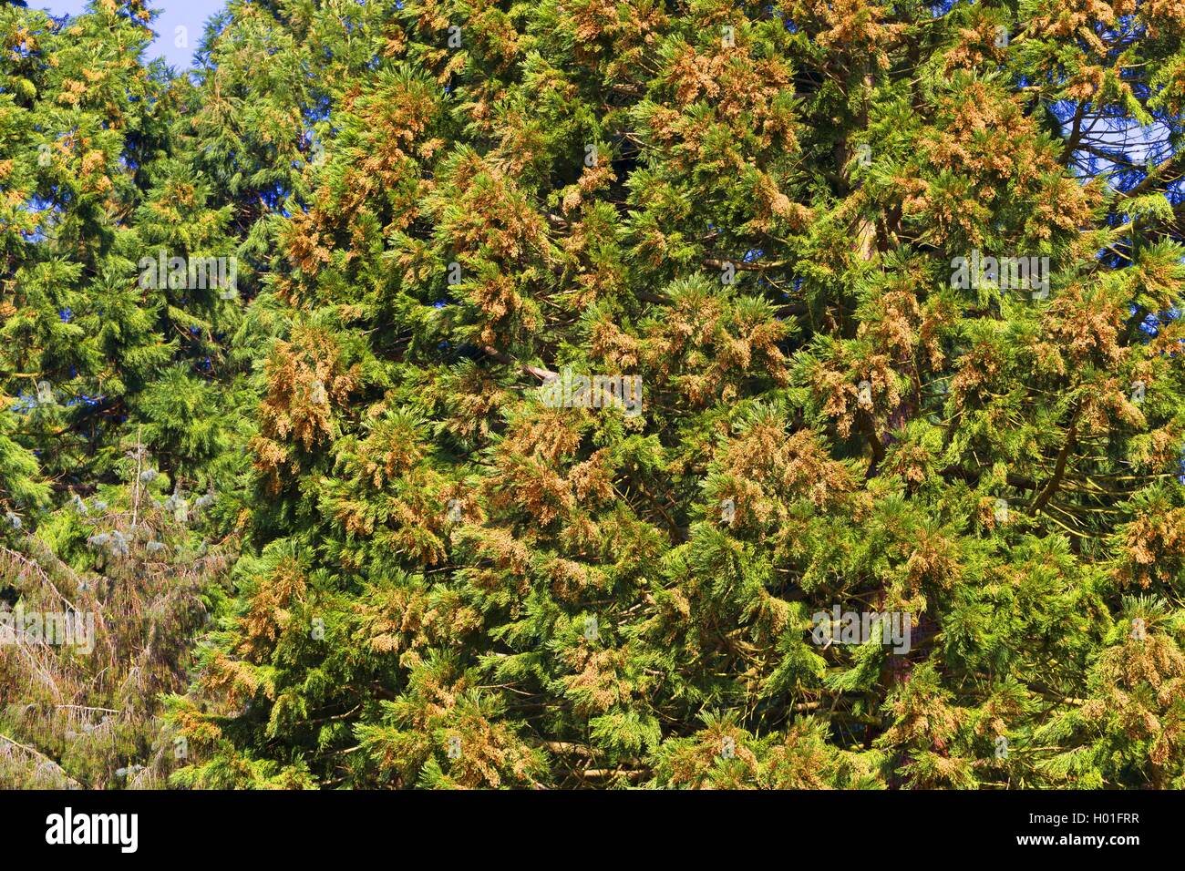 Giant Sequoia, giant Redwood (sequoiadendron giganteum), Baum mit männlichen Blüten Stockfoto