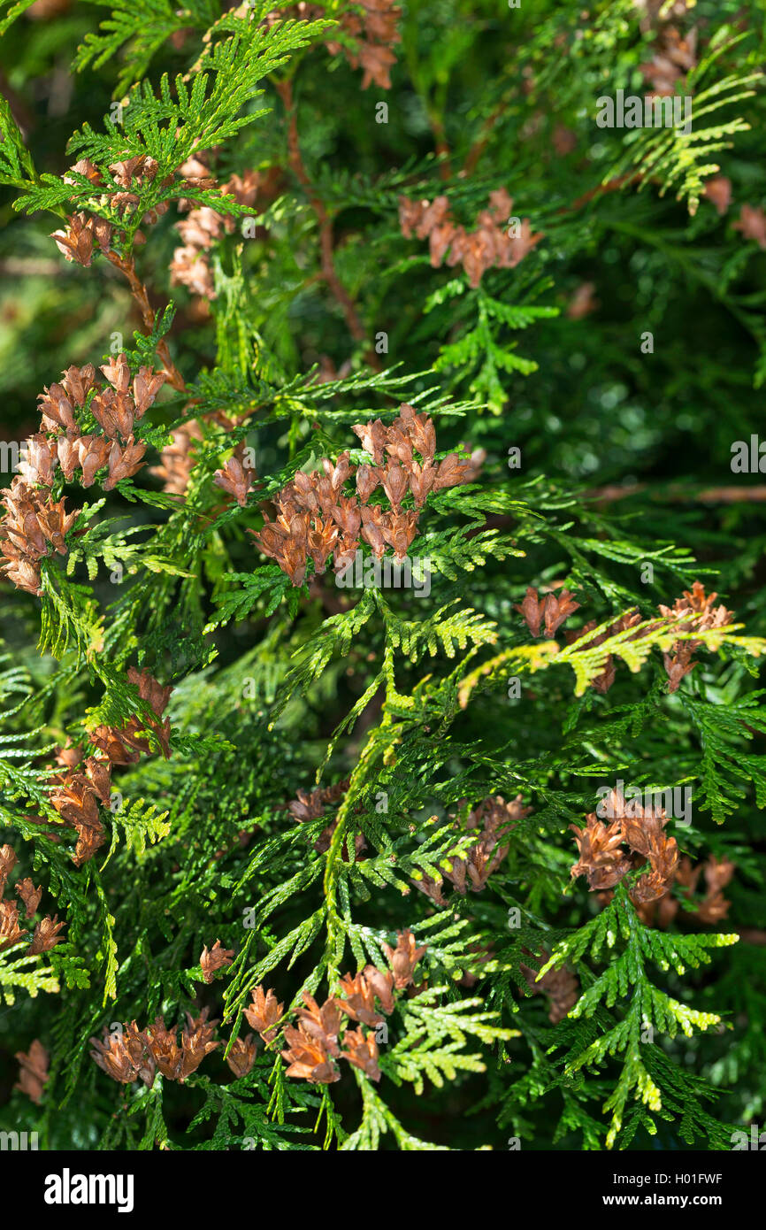 Rot-Zeder (Thuja Plicata), Zweig mit Zapfen Stockfotografie - Alamy