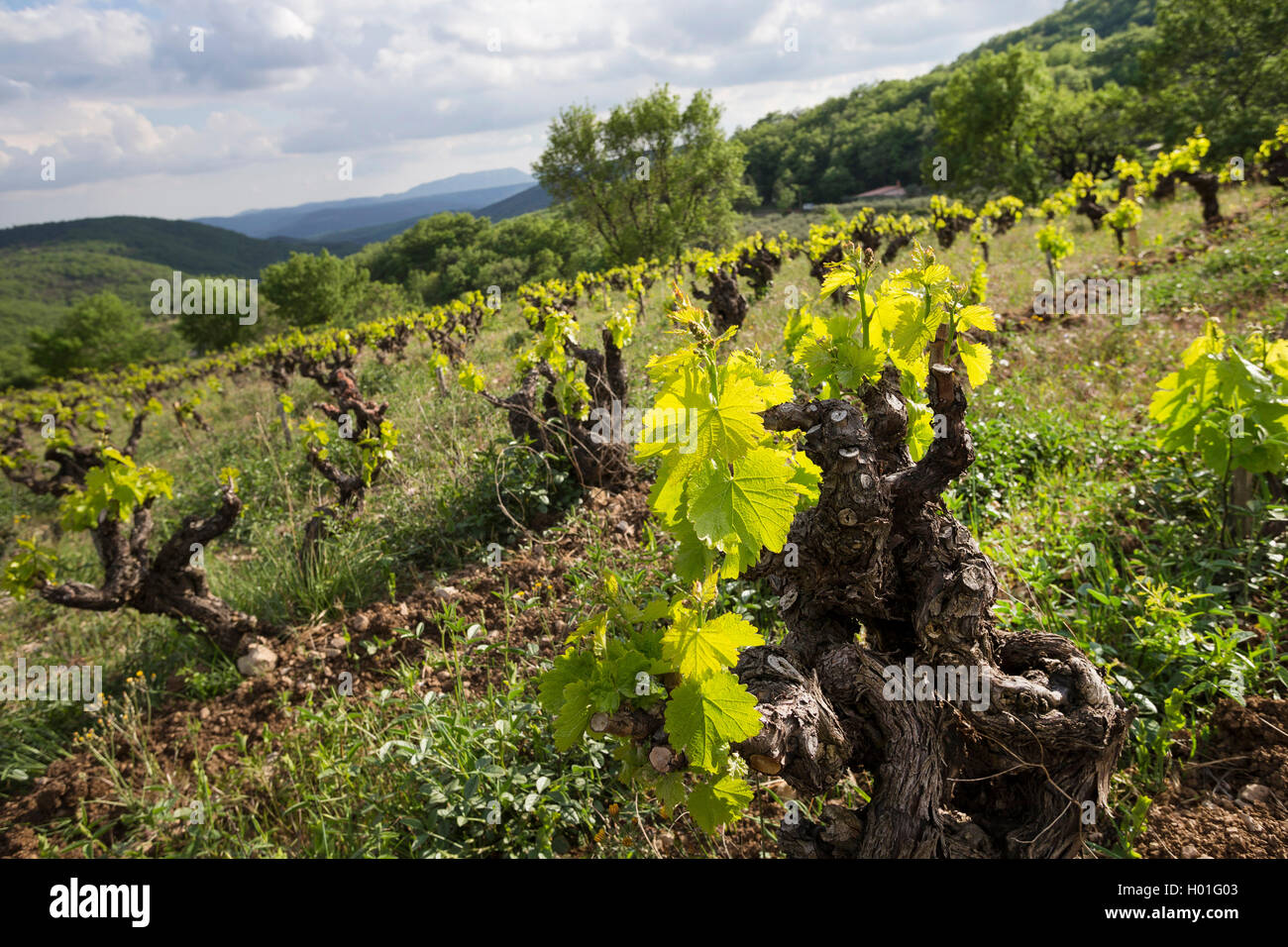 Rebe, Weinrebe (Vitis vinifera), Blatt schießen im Frühjahr, Frankreich, Provence-Alpes-Côte d'Azur Stockfoto