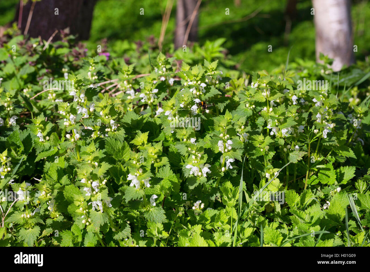 weißen Toten-Brennessel, weiße Taubnessel (Lamium Album), blühen, Deutschland Stockfoto