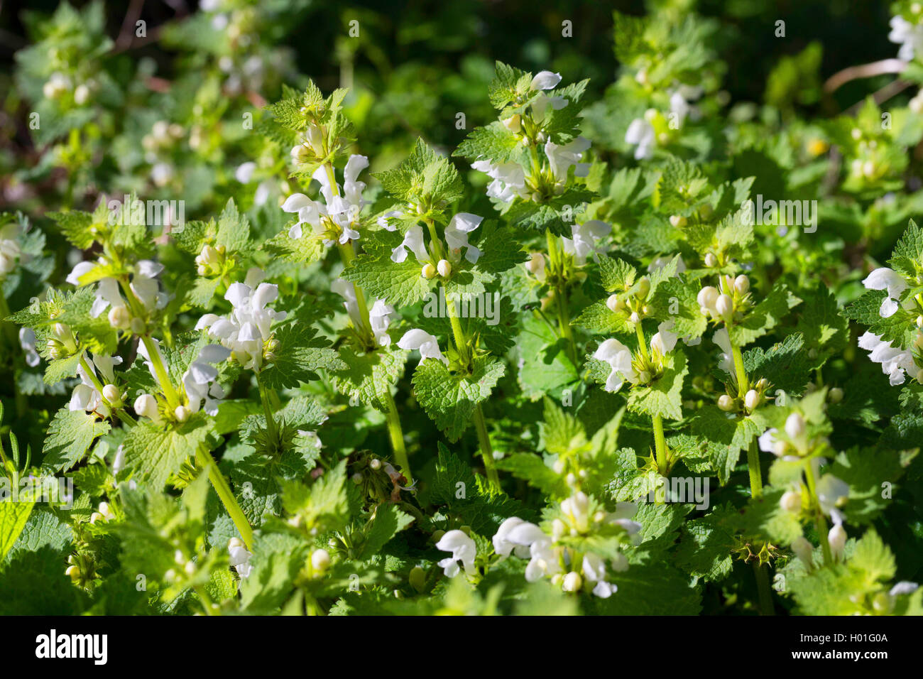 weißen Toten-Brennessel, weiße Taubnessel (Lamium Album), blühen, Deutschland Stockfoto