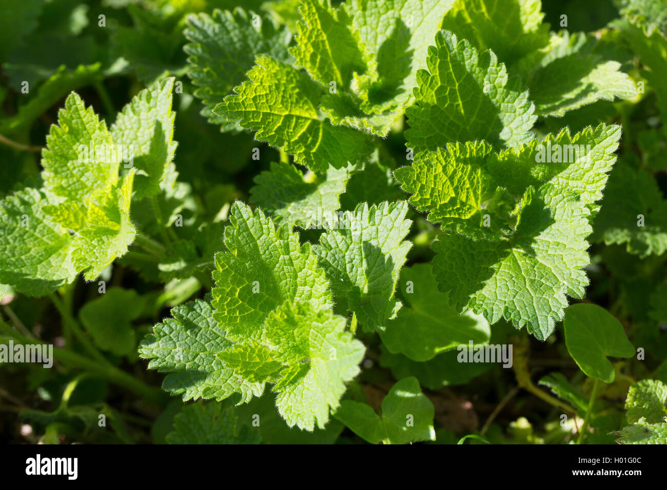 Weiß tot - Brennnessel, Weiß (deadnettle Lamium Album), Blätter, Deutschland Stockfoto
