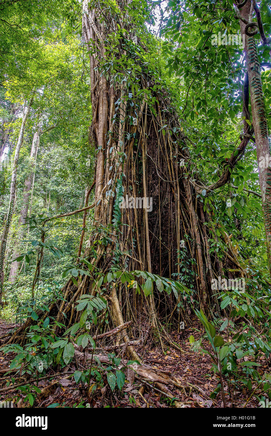 Wuergefeige, Wuerge-Feige (Ficus spec.), Eine Grosse Wuergfeige Waechst Auf Einem Baumriesen Im Fluegelfrucht-Regenwald des Danu Stockfoto