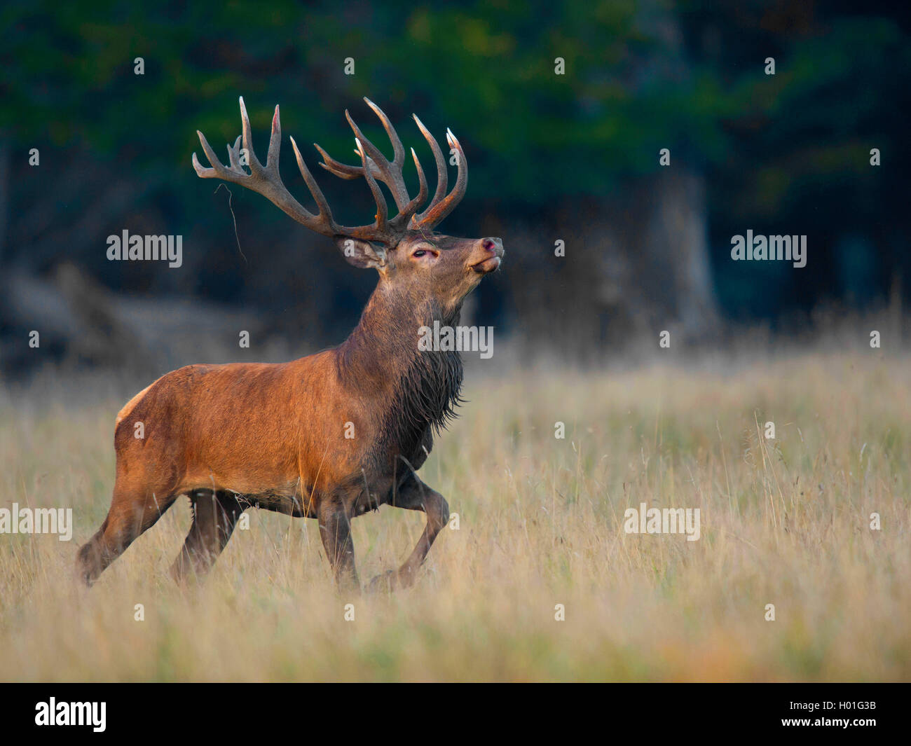 Red Deer (Cervus elaphus), Alpha Male, Deutschland, Bayern Stockfoto