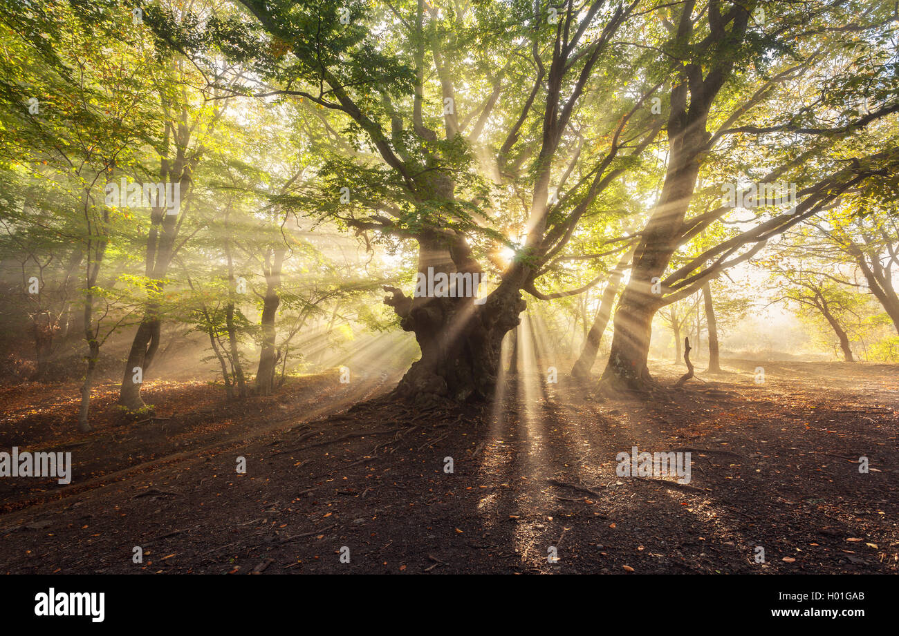 Magische Alter Baum mit Sonnenstrahlen am Morgen. Wald im Nebel. Bunte Landschaft mit nebligen Wald, Sonne, grüne Blätter Stockfoto