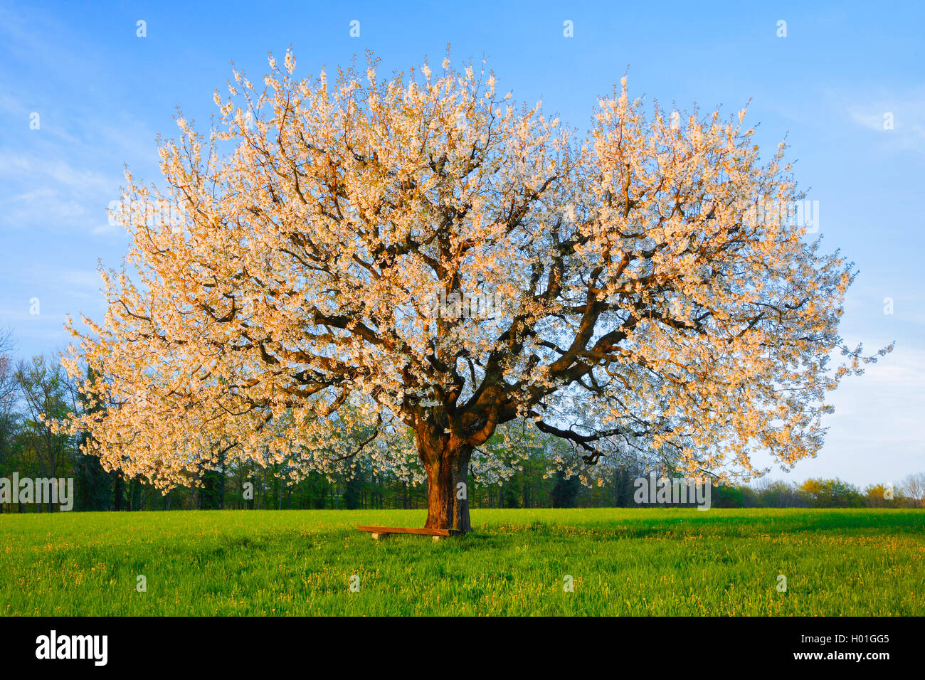 Kirschbaum, Süße Kirsche (Prunus Avium), blooming cherry tree im Abendlicht, Schweiz Stockfoto