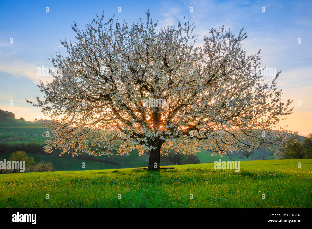 Kirschbaum, Süße Kirsche (Prunus Avium), blooming cherry tree im Abendlicht, Schweiz Stockfoto