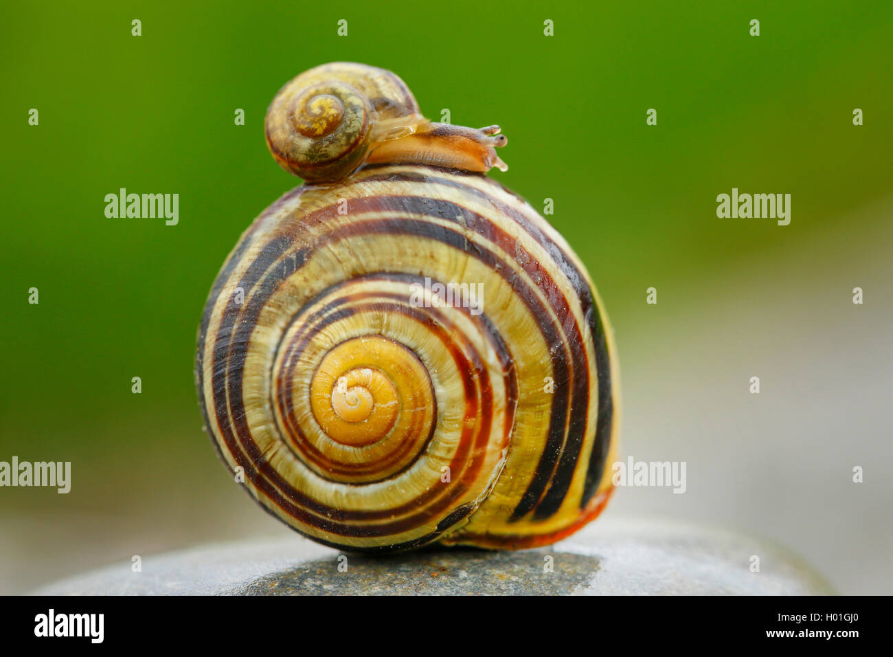 kleine Schnecke auf einer großen ein Bänderschnecken Nemoralis braun-lippige snai Stockfoto