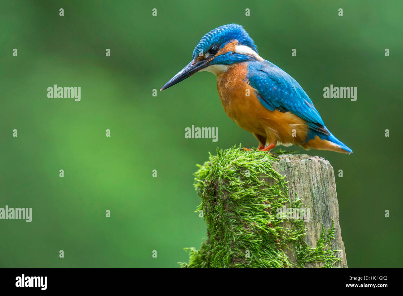 Fluss Eisvogel (Alcedo atthis), sitzen auf einer Post, Deutschland, Niedersachsen Stockfoto