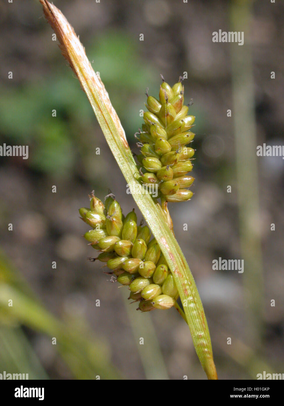 Bleiche Segge (Carex pallescens), Spikes, Deutschland Stockfoto