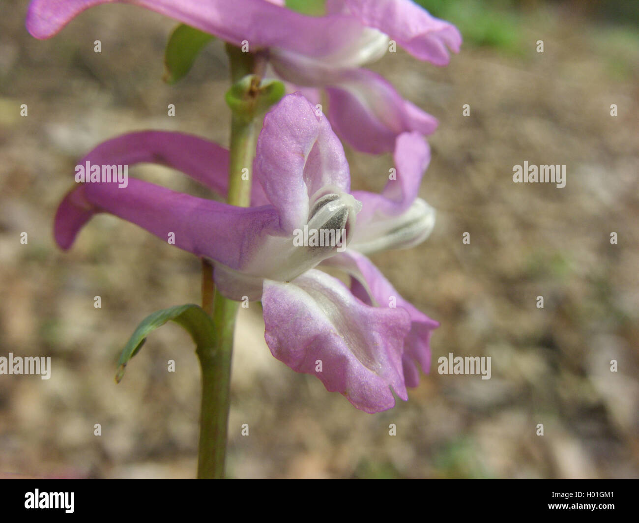 Bauchige corydalis, fumewort (Corydalis cava), Blume, Deutschland, Nordrhein-Westfalen Stockfoto