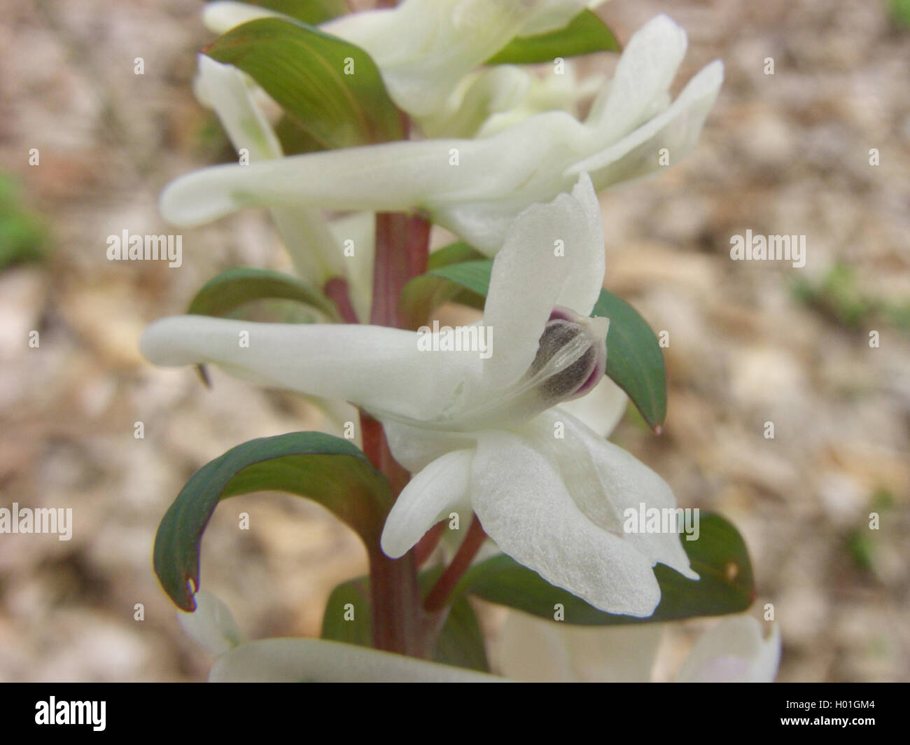 Bauchige corydalis, fumewort (Corydalis cava), mit weißen Blumen, Deutschland, Nordrhein-Westfalen Stockfoto