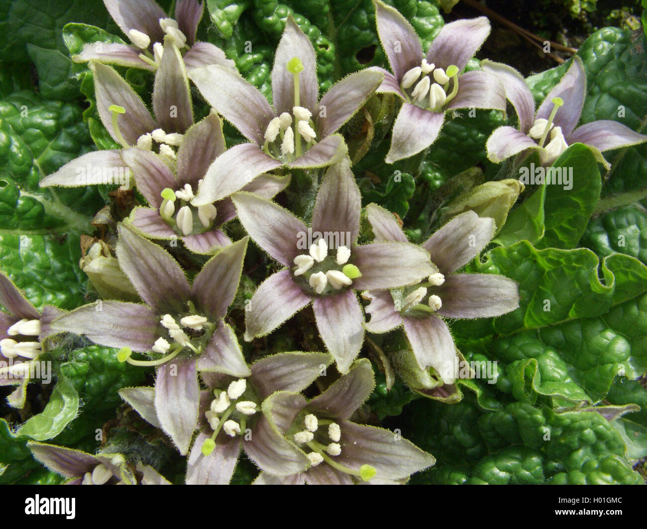 Alraune (Mandragora Officinarum), blühen Stockfoto