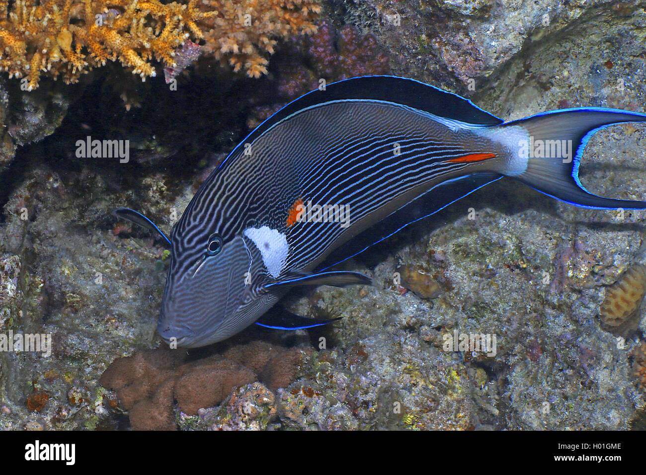 Rotes Meer Doktorfische, Red Sea clown Chirurg, Sohal Doktorfische (Acanthurus sohal), im Coral Reef, Ägypten, Rotes Meer, Hurghada Stockfoto