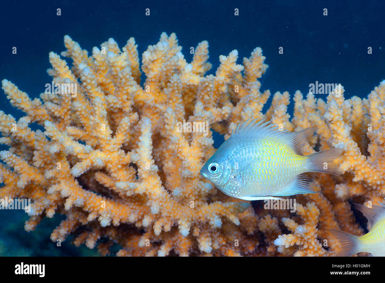 Gelbflossenthun Dirne (Amblyglyphidodon flavilatus), im Coral Reef, Ägypten, Rotes Meer, Hurghada Stockfoto