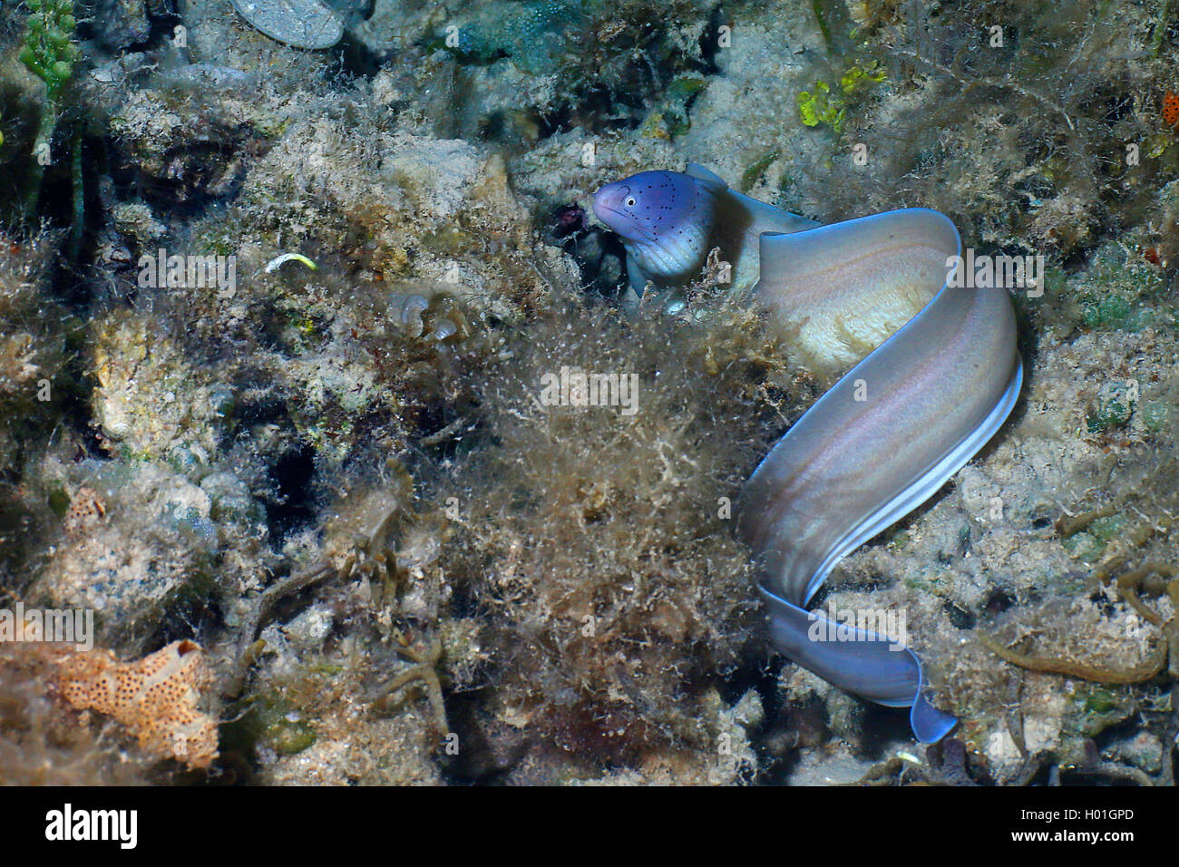 Geometrische Moray (Gymnothorax griseus), im Coral Reef, Ägypten, Rotes Meer, Hurghada Stockfoto