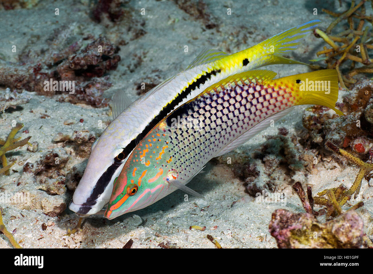 Schachbrett lippfisch (Halichoeres hortulanus), Im, Ägypten, Rotes Meer, Hurghada Stockfoto