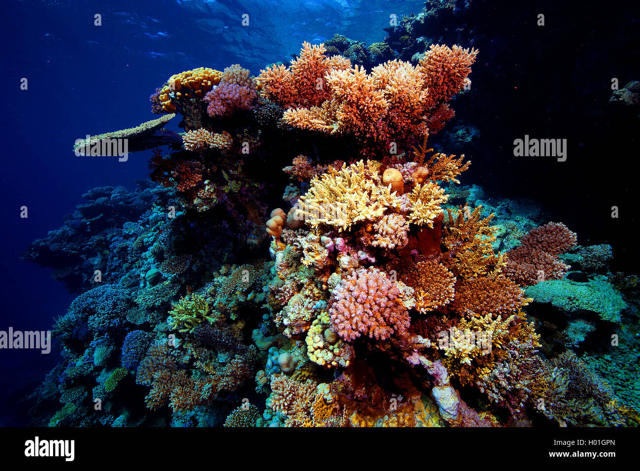 Coral Gardens in Hurghada, Ägypten, Rotes Meer, Hurghada Stockfoto