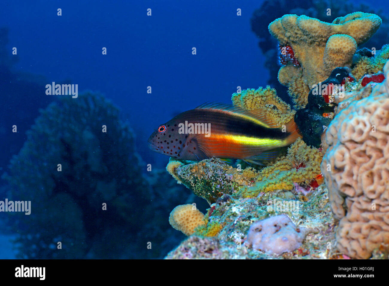 Sommersprossige fischfreundschaften Forster fischfreundschaften blackside Fischfreundschaften (Paracirrhites forsteri), im Coral Reef, Ägypten, Rotes Meer, Hurghada Stockfoto