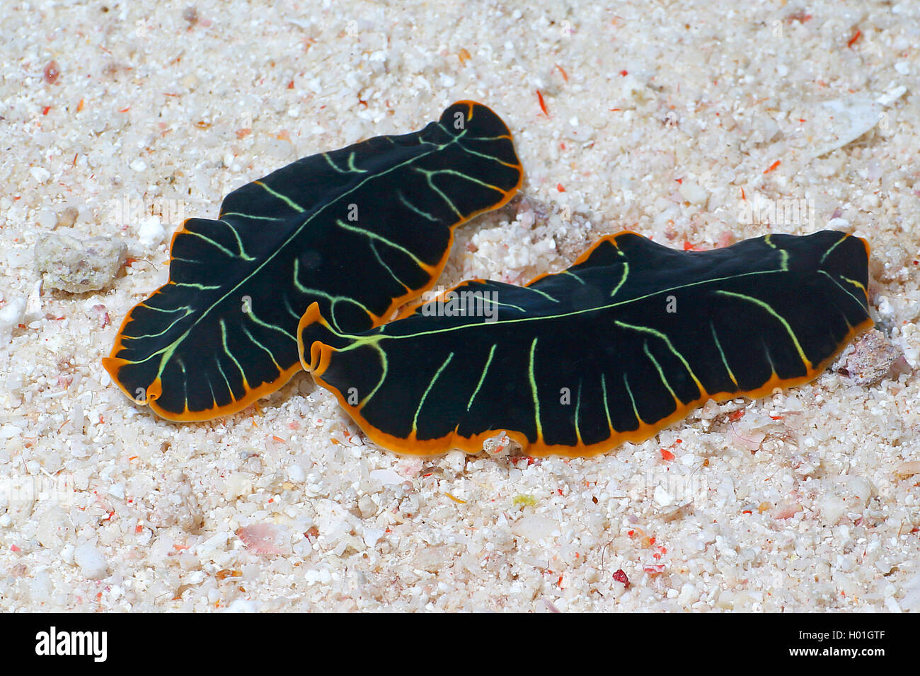 Unterteilt Plattwurm, Tiger Plattwurm (Pseudoceros vgl. Dimidiatus), zwei geteilten Plattwürmer am Meeresgrund, Ägypten, Rotes Meer, Hurghada Stockfoto
