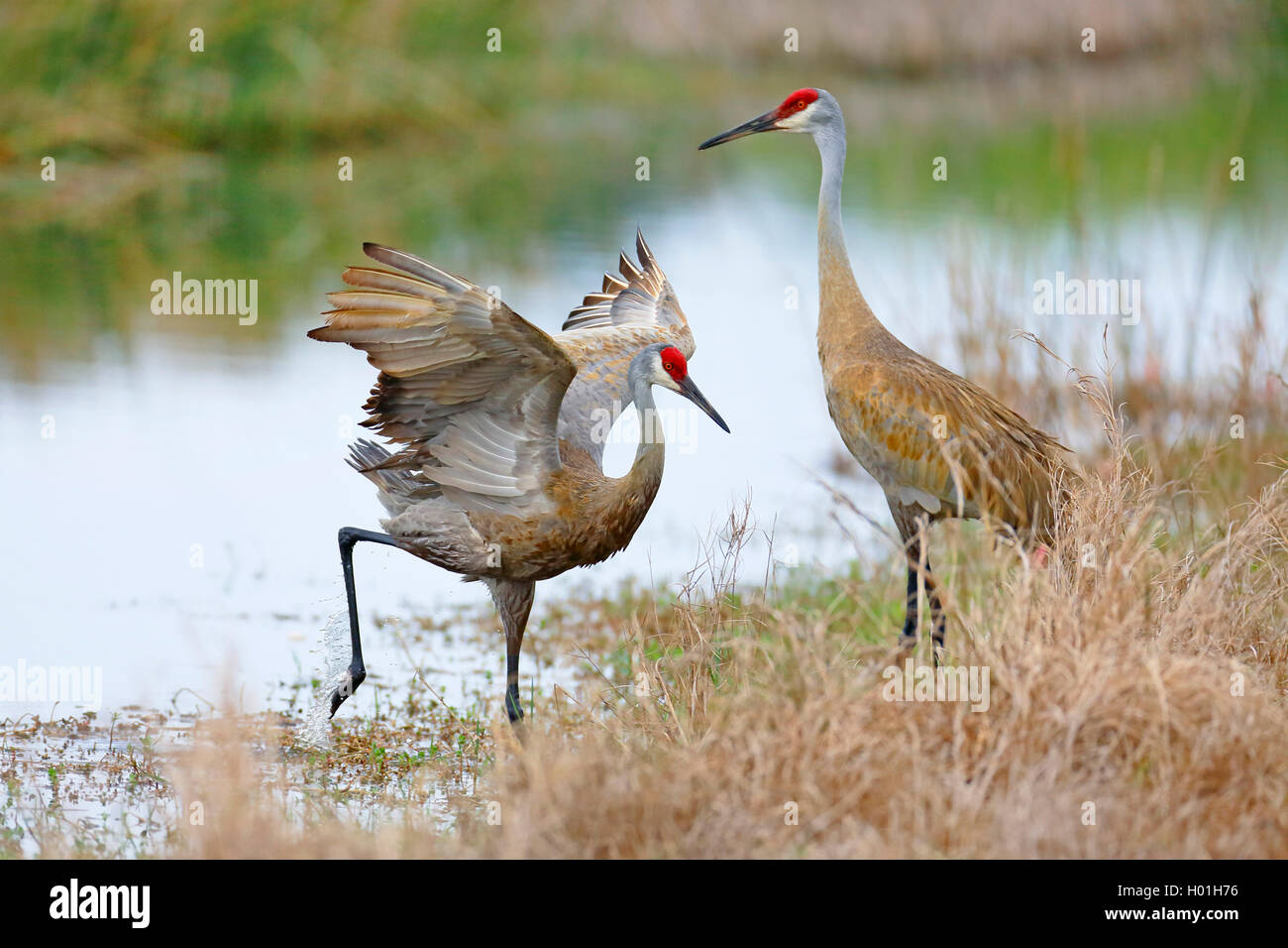 Sandhill Crane (Grus canadensis), Paar stehend in einem Sumpf, Seitenansicht, USA, Florida Stockfoto