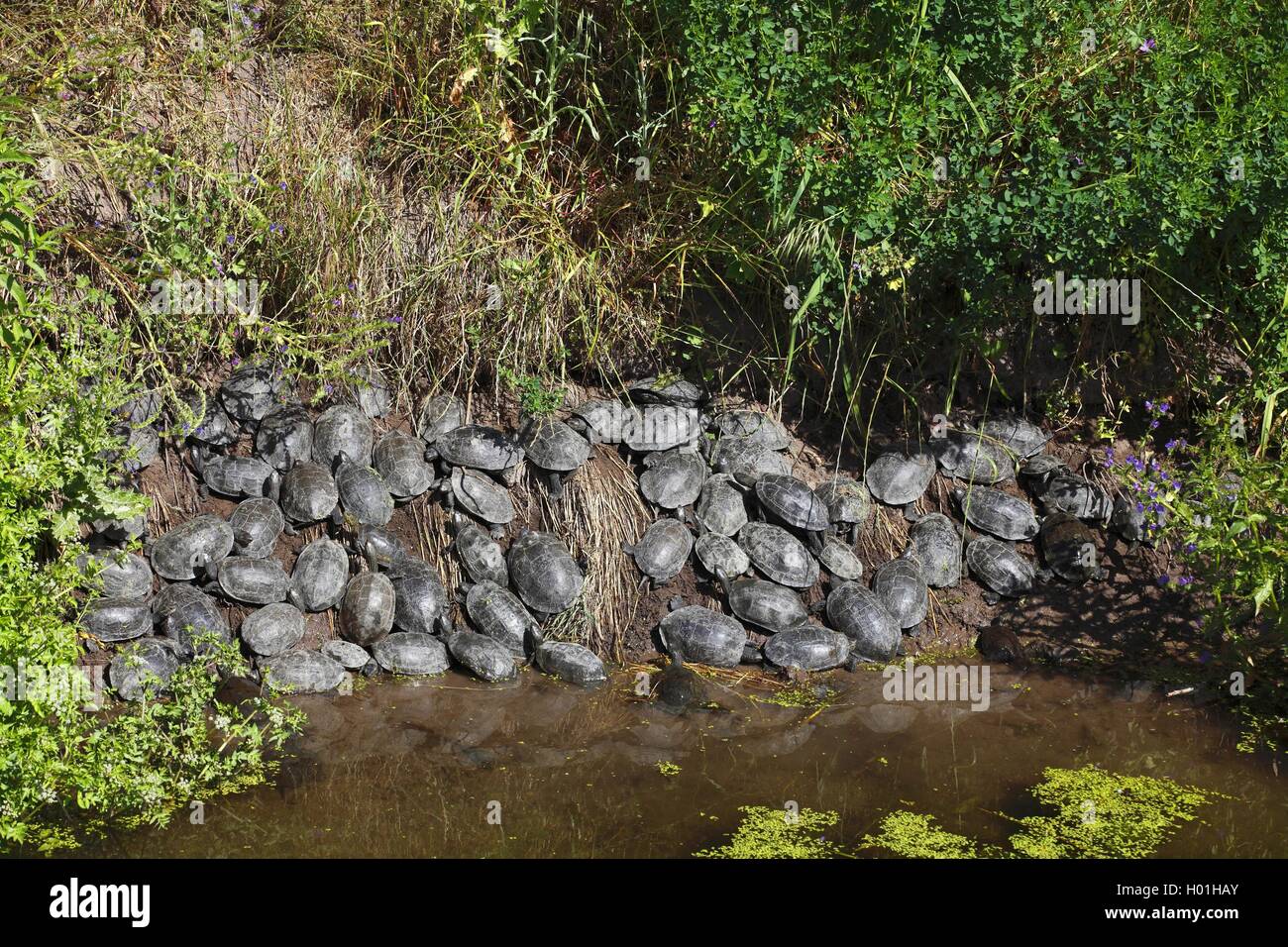 Balkan Terrapin (Mauremys rivulata, Mauremys caspica rivulata), dosenschildkröten Sonnenbaden am Flußufer, Griechenland, Lesbos Stockfoto