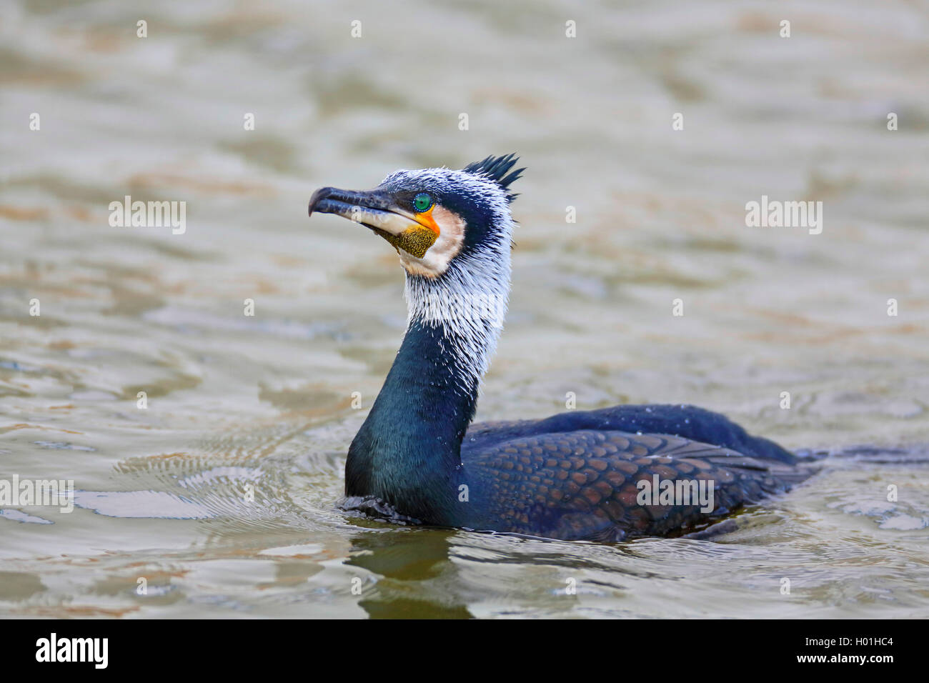 Chinesische Kormoran (Phalacrocorax carbo sinensis, Phalacrocorax sinensis), Schwimmen im bräutlichen Gefieder, Niederlande, Friesland, Makkum Stockfoto