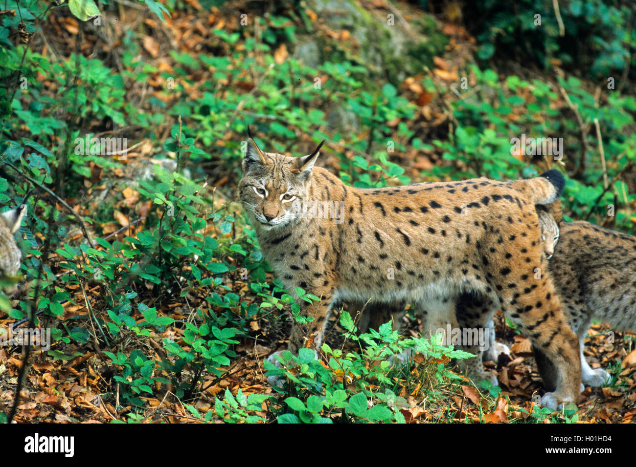 Northern Luchs (Lynx lynx Lynx), am Hang stehend, Deutschland, Bayern, Nationalpark Bayerischer Wald Stockfoto