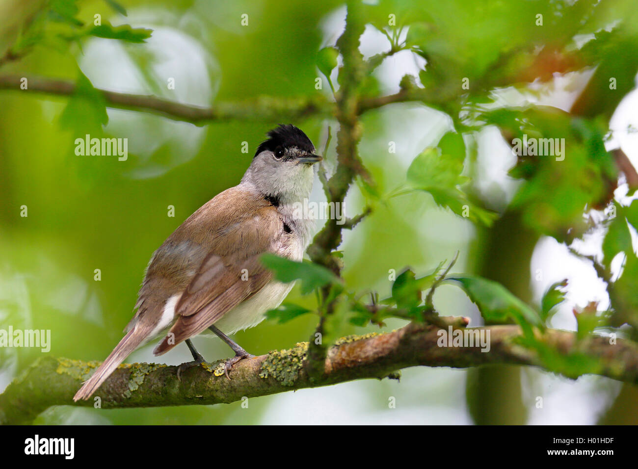 Mönchsgrasmücke (Sylvia atricapilla), männlich Sitzen auf dem Baum, Seitenansicht, Niederlande, Friesland Stockfoto