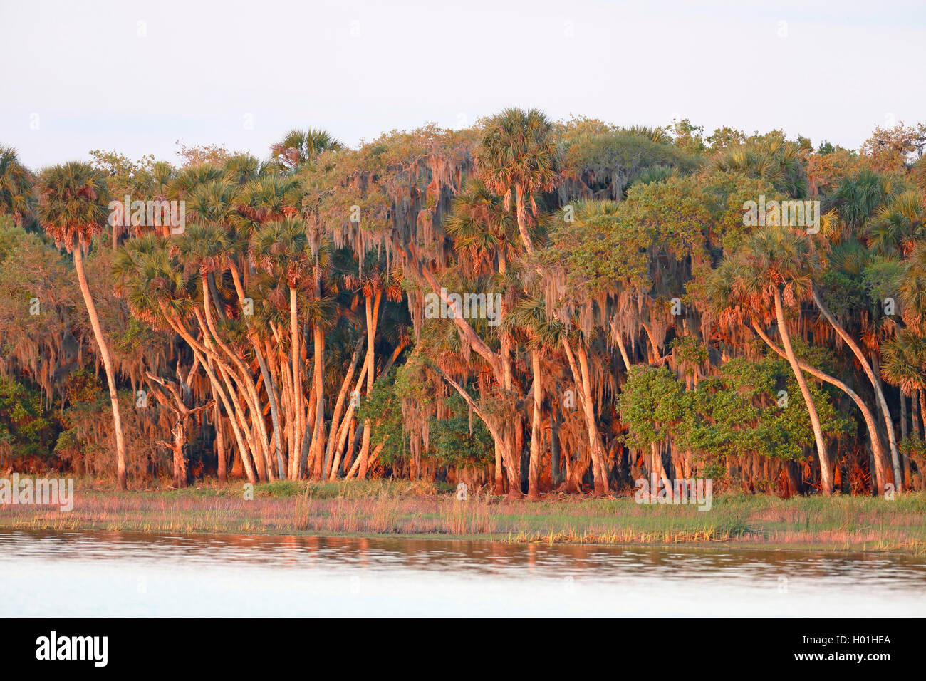 Kohl Sägepalme (Sabal Palmetto), Palm Wald am See, USA, Florida, Myakka Nationalpark Stockfoto