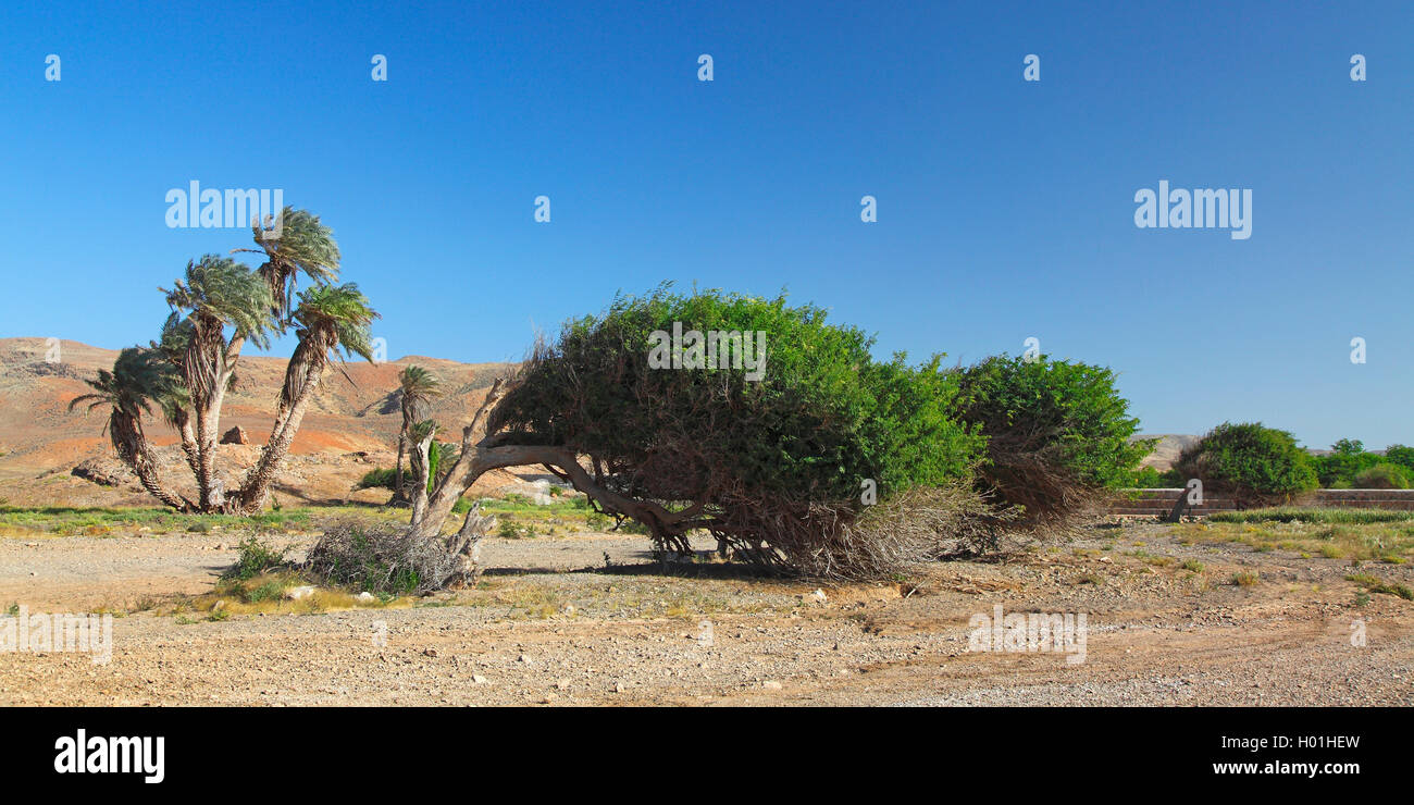 Wind angehauchter Bäume in der Halbwüste von Campo de Serra, Kap Verde, Boavista Stockfoto