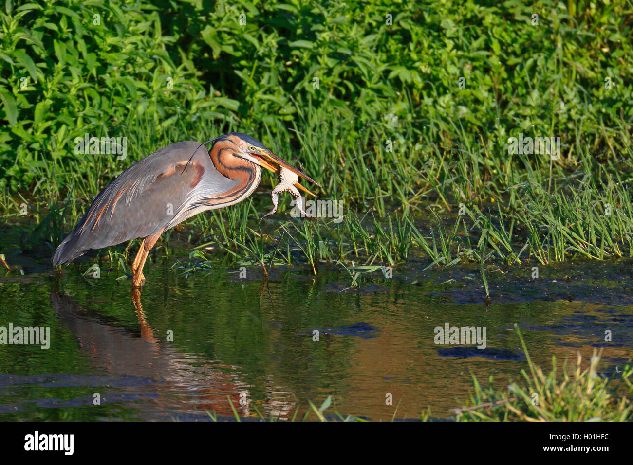 Purpurreiher (Ardea purpurea), isst ein Frosch am Flußufer, Griechenland, Lesbos Stockfoto