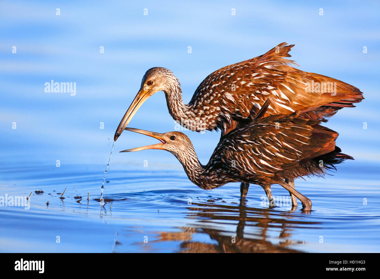 Limpkin (Aramus guarauna), erwachsenen Vogel feeds juvenile Vogel mit einem Apple Schnecke, USA, Florida, Myakka Nationalpark Stockfoto