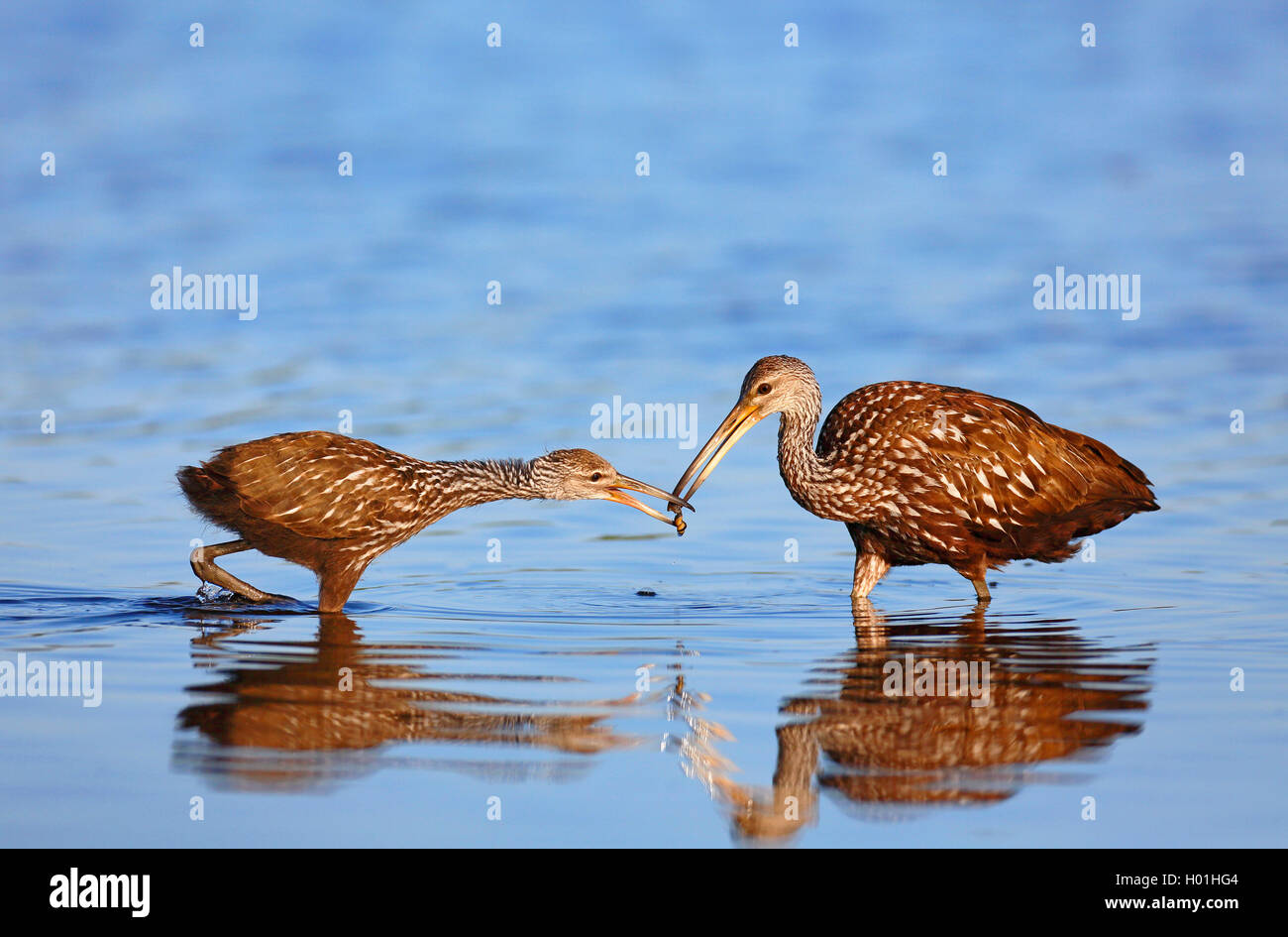 Limpkin (Aramus guarauna), erwachsenen Vogel feeds juvenile Vogel mit einem Apple Schnecke, USA, Florida, Myakka Nationalpark Stockfoto
