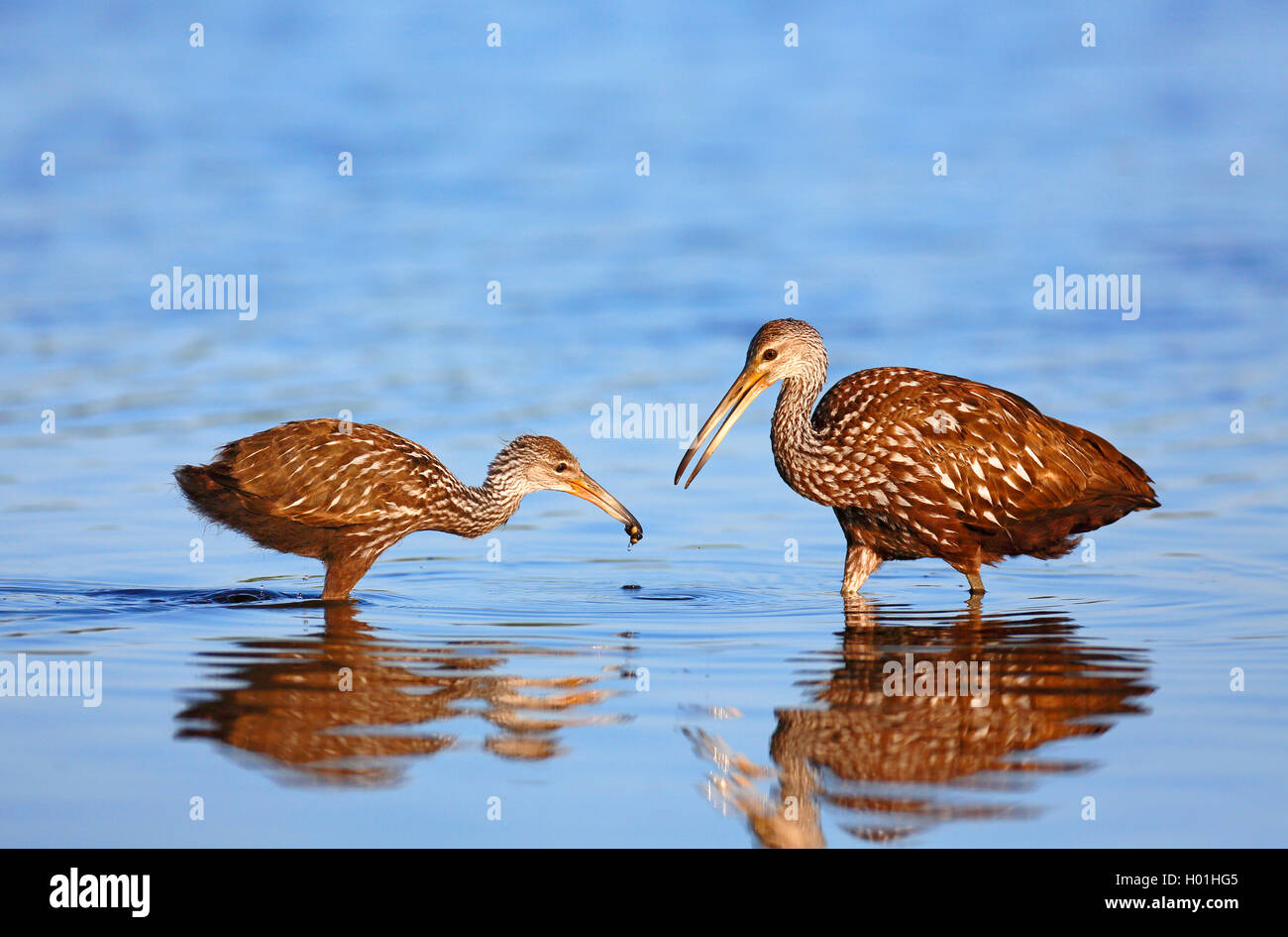 Limpkin (Aramus guarauna), erwachsenen Vogel feeds juvenile Vogel mit einem Apple Schnecke, USA, Florida, Myakka Nationalpark Stockfoto