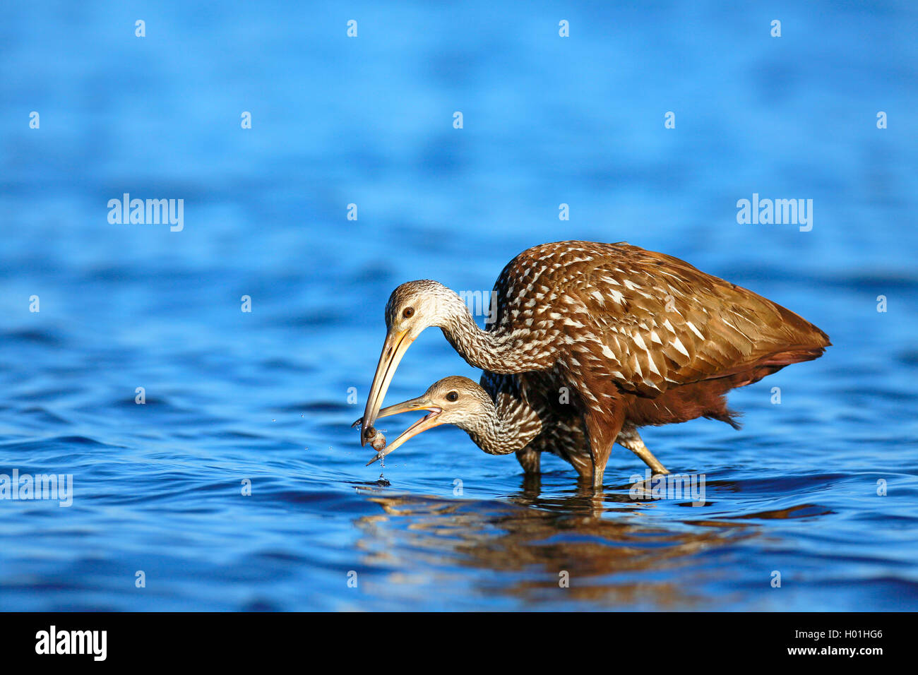 Limpkin (Aramus guarauna), erwachsenen Vogel feeds juvenile Vogel mit einem Apple Schnecke, USA, Florida, Myakka Nationalpark Stockfoto