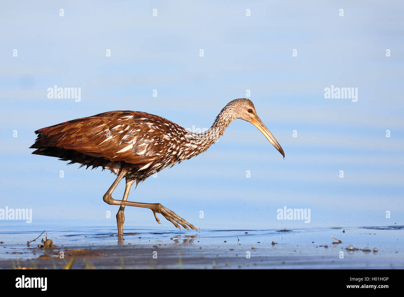 Limpkin (Aramus guarauna), sucht Apfelschnecken in seichtem Wasser, USA, Florida, Myakka Nationalpark Stockfoto