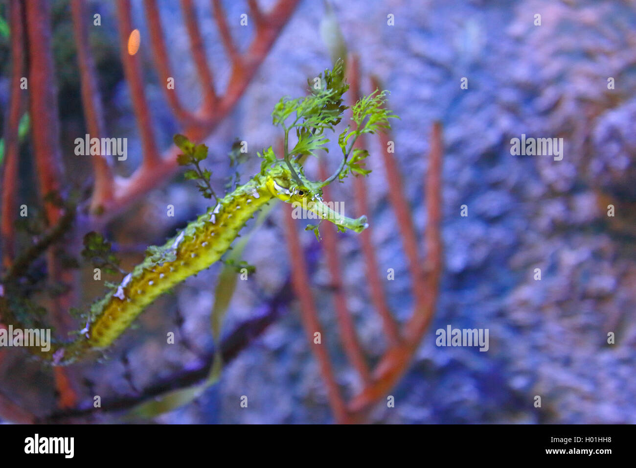 Ribboned Seadragon (Haliichthys taeniophorus), Schwimmen, USA, Florida Stockfoto