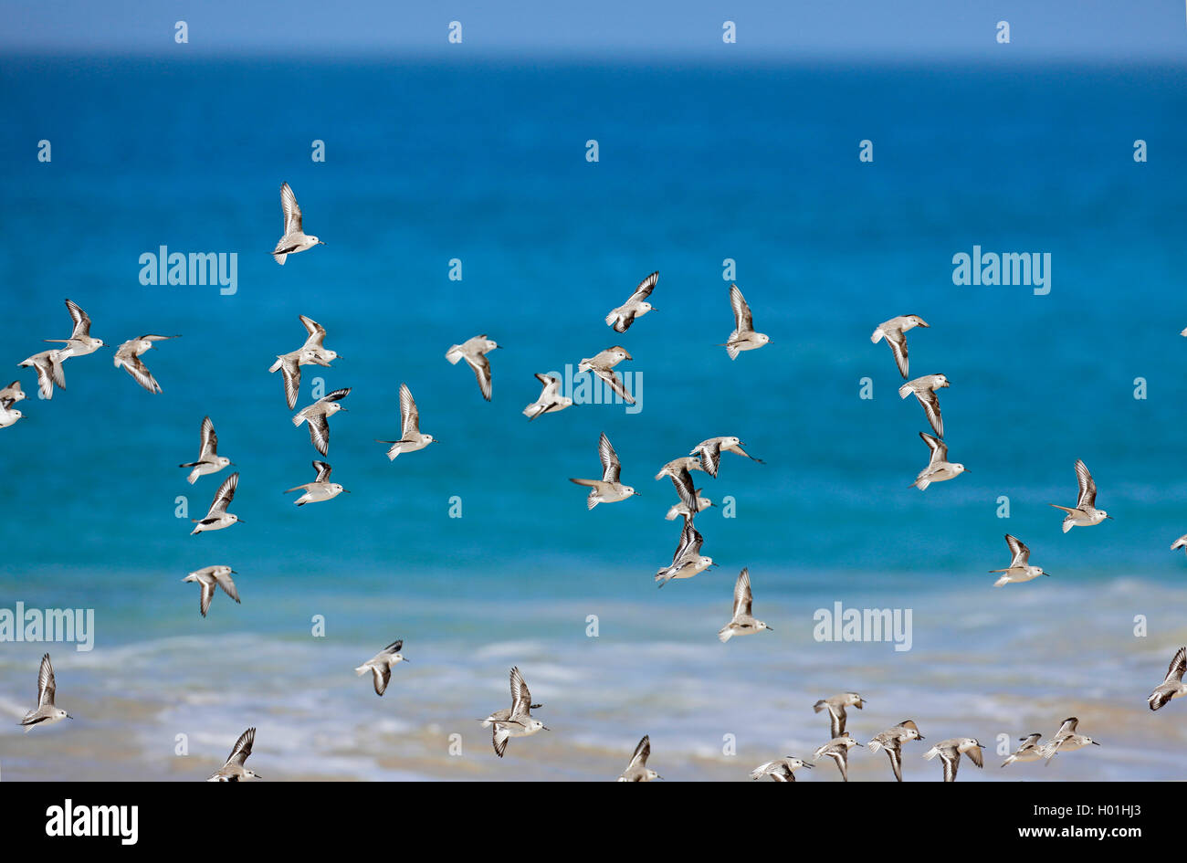 Sanderling (Calidris alba), Flock Fliegen am Meer, Kap Verde Inseln Boavista Stockfoto