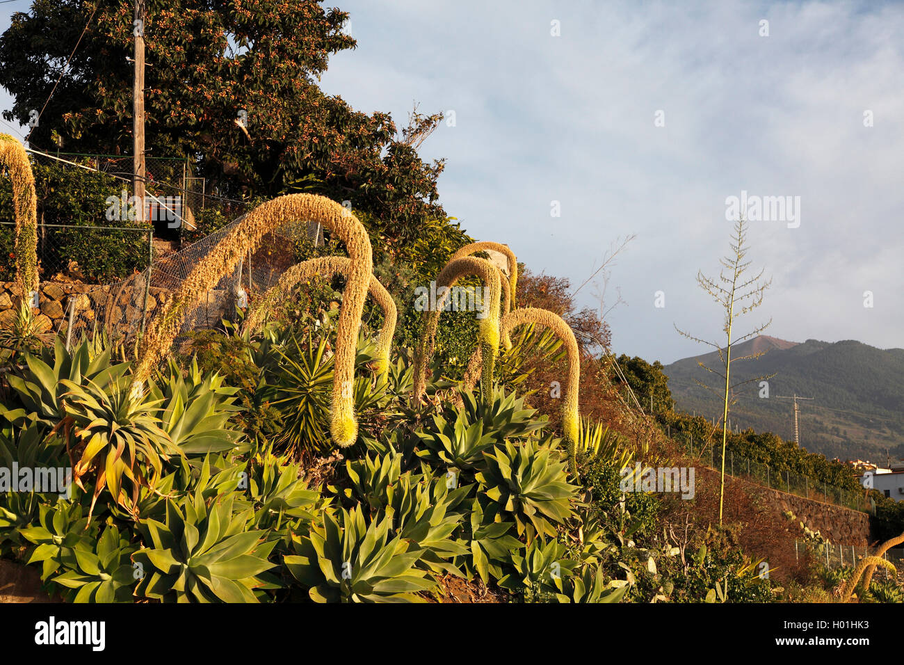 Foxtail Agave, spineless Jahrhundert Agave (Agave Attenuata), Agaven an einem Hang, Kanarische Inseln, La Palma Stockfoto