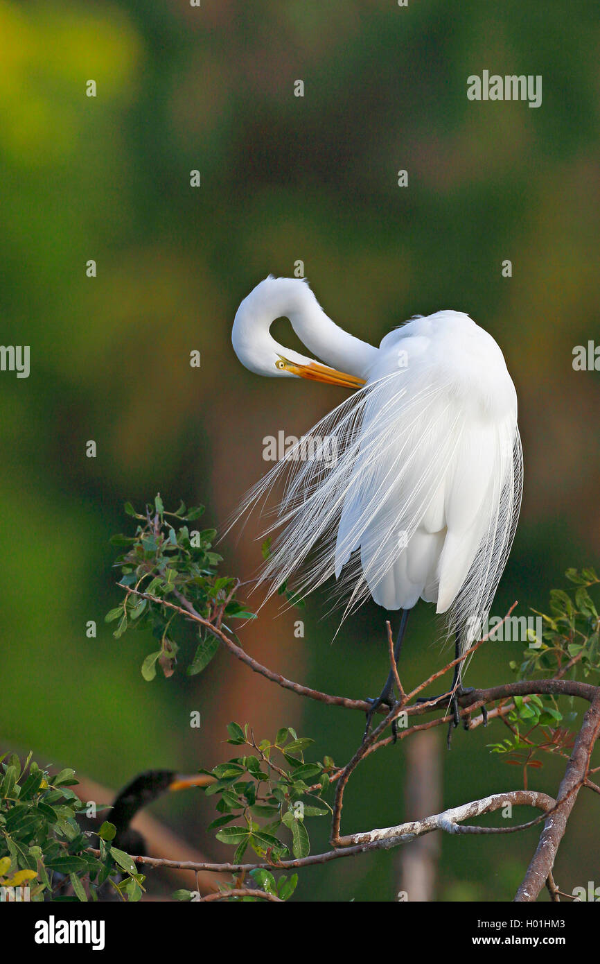 Silberreiher, Silberreiher (Egretta alba, Casmerodius Albus, Ardea alba), Gefieder pflegen, USA, Florida, Venedig Stockfoto