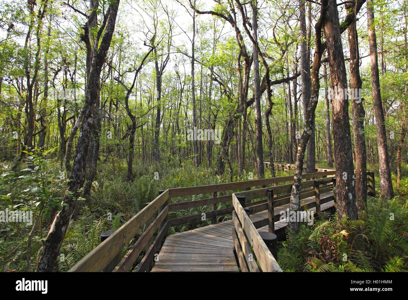 Boardwalk in Six Mile Cypress Slough Preserve, USA, Florida, Fort Myers Stockfoto