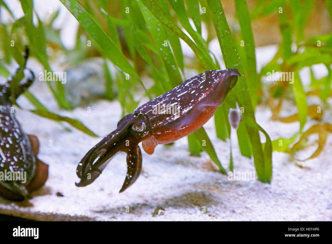 Tintenfische (Sepia spec.), Schwimmen Tintenfisch, USA, Florida, Sarasota Aquarium Stockfoto