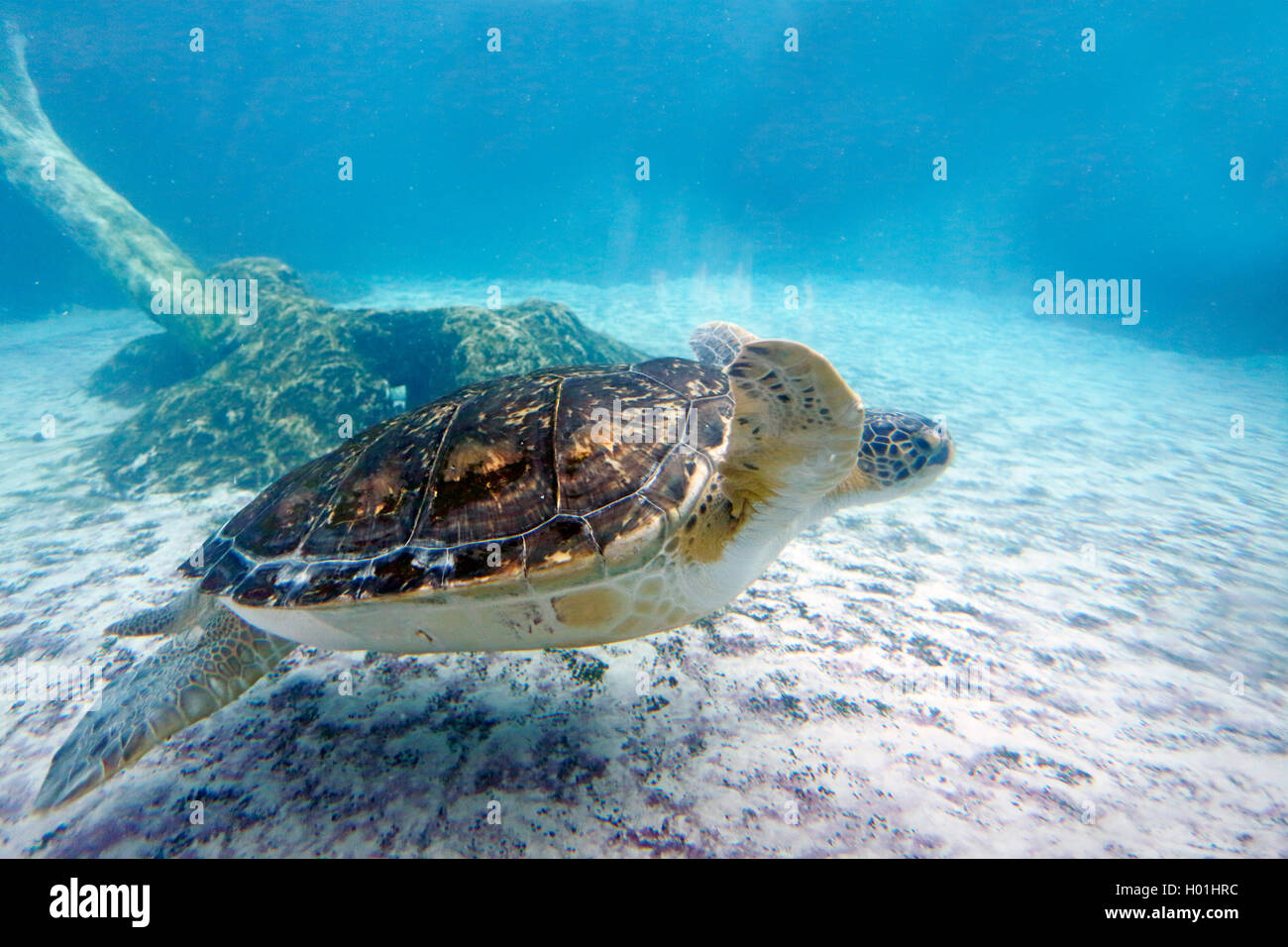 Karettschildkröte, Unechte Karettschildkröte (Caretta caretta), Schwimmen, USA, Florida, Sarasota Stockfoto