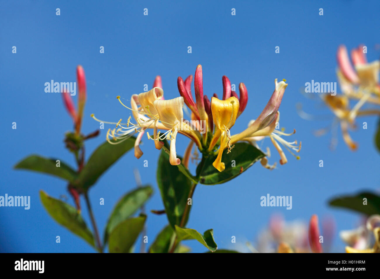 Woodbine Geißblatt, Englisch wild Honeysuckle (Lonicera periclymenum), Blüte, Schweden, Oeland Stockfoto