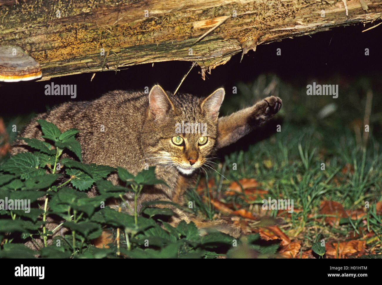 Europäische Wildkatze, Wald Wildkatze (Felis silvestris silvestris), Jagd, Deutschland, Bayern, Nationalpark Bayerischer Wald Stockfoto