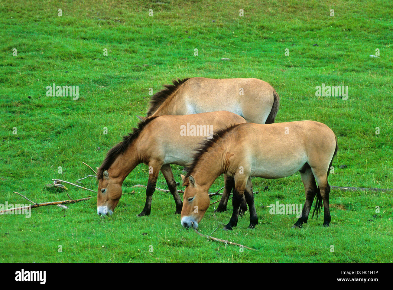 Przewalski's horse (Equus przewalski), drei weidende Pferde, Vereinigtes Königreich, Schottland, Kingussie Stockfoto