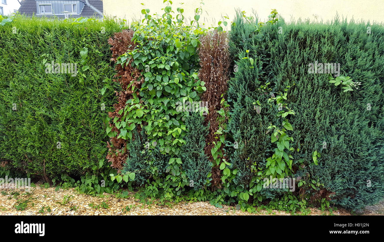 Lawson Zypresse, Port Orford Zeder (Chamaecyparis lawsoniana), ungepflegt Nadelbaum Hedge mit toten Pflanzen verursacht durch Trockenheit und Hedge bindweed, Deutschland Stockfoto