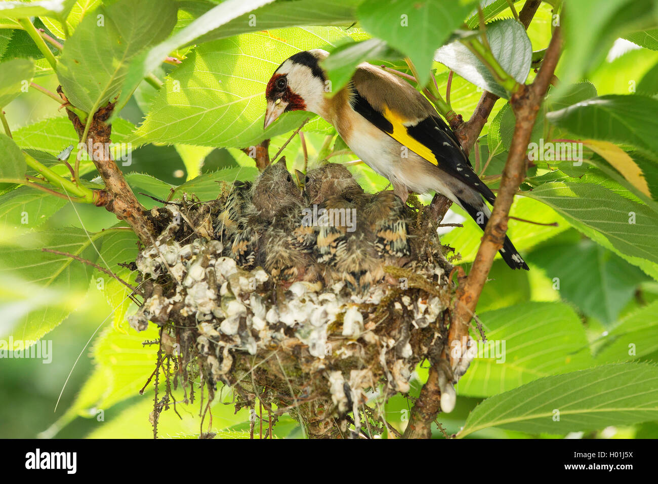 Eurasischen Stieglitz (Carduelis carduelis), am Nest mit Fast vollwertigen Küken, Deutschland, Nordrhein-Westfalen Stockfoto